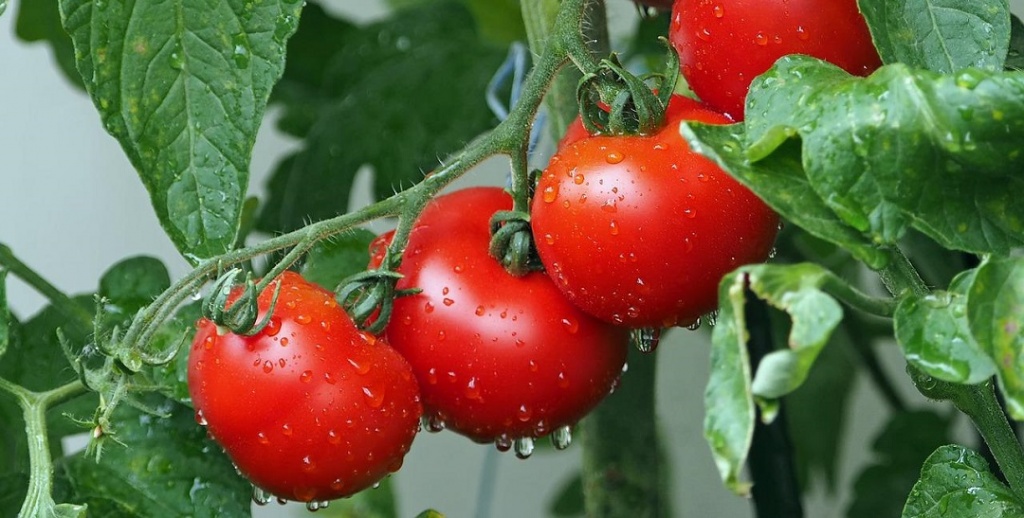 tomatoes-1561565_1280.jpg