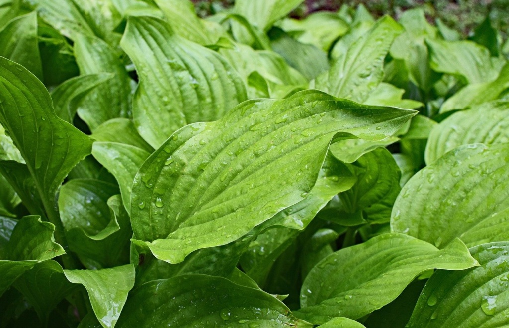 rain-wet-plantain-lily-leaves-2438603_1280.jpg